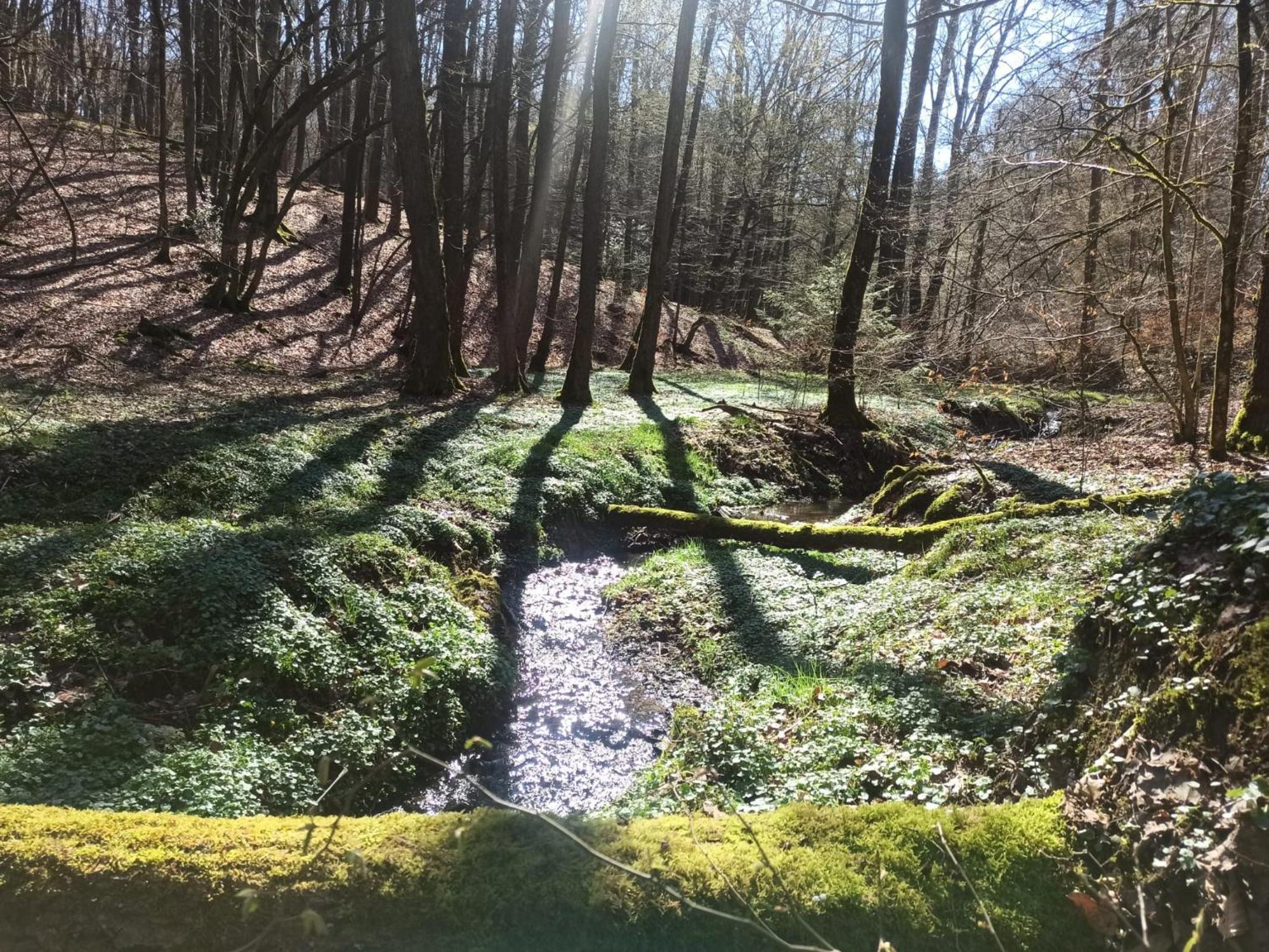 Wellness Ferienwohnung Biene Im Bergischen Land Much Zewnętrze zdjęcie